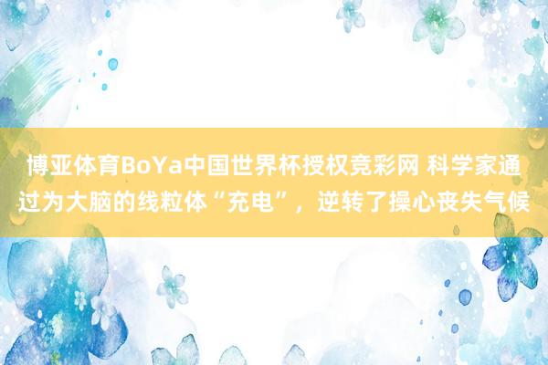 博亚体育BoYa中国世界杯授权竞彩网 科学家通过为大脑的线粒体“充电”,逆转了操心丧失气候